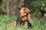 WELSH TERRIER 028